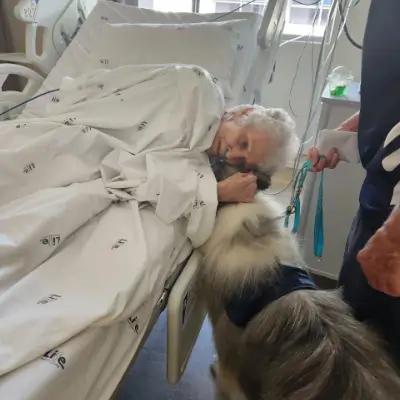 Angel Paws Therapy dog visiting a patient in hospital