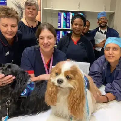 Angel Paws Therapy dogs visiting a hospital