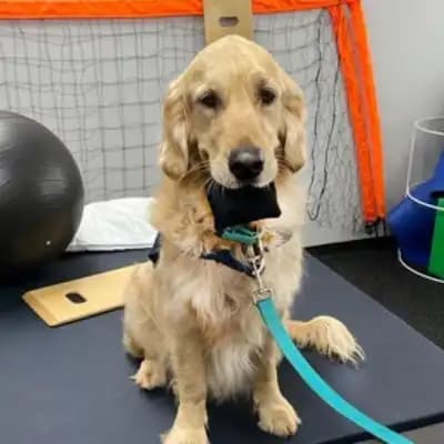 Angel Paws Therapy dog visiting a rehabilitation unit